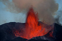 Lava and ash plume erupting from Fogo Volcano, Fogo Island, Cape Verde, 29th November 2014.