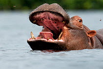 Hippopotamus (Hippopotamus amphibius) at surface with mouth open,  Bijagos Archipelago Biosphere Reserve, Guinea Bissau.