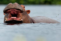 Hippopotamus (Hippopotamus amphibius) at surface with mouth open,  Bijagos Archipelago Biosphere Reserve, Guinea Bissau.
