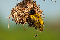 Black headed weaver (Ploceus melanocephalus) male building nest, Guinea Bissau.