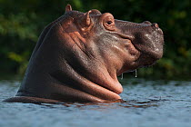 Hippopotamus (Hippopotamus amphibius) with head raised above water surface, Bijagos Archipelago Biosphere Reserve, Guinea Bissau,