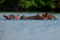 Hippopotamus (Hippopotamus amphibius) mother and calf at water surface, Bijagos Archipelago Biosphere Reserve, Guinea Bissau,