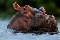 Hippopotamus (Hippopotamus amphibius) at water surface, Bijagos Archipelago Biosphere Reserve, Guinea Bissau,