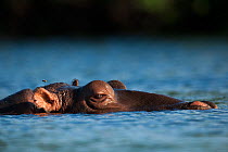 Hippopotamus (Hippopotamus amphibius) at water surface,  Bijagos Archipelago Biosphere Reserve, Guinea Bissau, Africa.