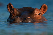 Hippopotamus (Hippopotamus amphibius) head half above water,  Bijagos Archipelago Biosphere Reserve, Guinea Bissau, Africa.