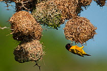 Black headed weaver (Ploceus melanocephalus) building nest, Guinea Bissau, Africa