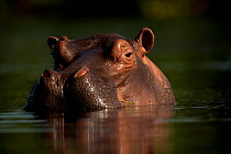 Hippopotamus (Hippopotamus amphibius) head above water,  Bijagos Archipelago Biosphere Reserve, Guinea Bissau, Africa.