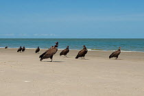 Hooded vultures (Necrosyrtes monachus) on beach, Guinea Bissau.