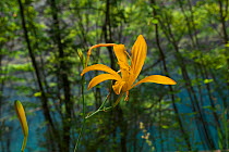 Orange day-lily (Hemerocallis fulva) flower, Jiuzhaigou National Nature Reserve, Sichuan Province, China,   August.