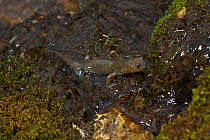 Alpine stream salamander (Batrachuperus tibetanus) in stream, Jiuzhaigou National Nature Reserve, Sichuan Province, China,   August.
