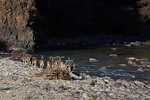 Bharal (Pseudois nayaur) flock by river, Basongcuo National Park, Tibet,    November.