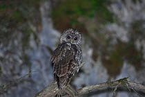 Tawny owl (Strix aluco) Jiuzhaigou National Nature Reserve, Sichuan Province, China,  China,  August.