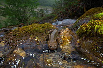 Alpine stream Salamander (Batrachuperus tibetanus)  Jiuzhaigou National Nature Reserve, Sichuan Province, China,  China