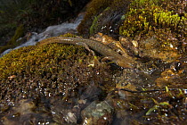 Alpine stream salamander (Batrachuperus tibetanus)  Jiuzhaigou National Nature Reserve, Sichuan Province, China,  China