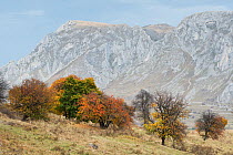 Old Pear (Pyrus) and Maple (Acer) trees growing in a mountain pasture,  with the Piatra Secuiului in the background, Alba, Romania, October 2014.