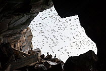 Common guillemots (Uria aalge) flying past the entrance to a cave, with Shags (Phalacrocorax aristotelis) perched in the foreground, Hornoya Island, Finnmark, Norway, March.