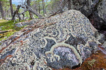 Rock covered in Concentric ring lichen (Arctoparmelia centrifuga) with old Scots pine trees (Pinus sylvestris) in the background, Stora Sjofallet National Park, Laponia, Sweden, June 2013.