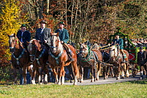 Riders on Suddeutsche horses and a carriage pulled by Suddeutsche horses parading during the Leonhardiritt or Leonhardifahrt, the traditional horse procession of St Leonard, in Bad Tolz, Upper Bavaria...