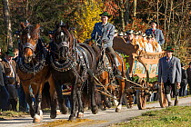 Carriage pulled by four horses parading during the Leonhardiritt or Leonhardifahrt, the traditional horse procession of St Leonard, in Bad Tolz, Upper Bavaria, Germany. November 2015