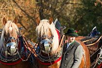 Portrait of two harnessed Suddeutsche horses and their driver during the Leonhardiritt or Leonhardifahrt, the traditional horse procession of St Leonard, in Bad Tolz, Upper Bavaria, Germany. November...