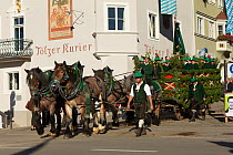 Carriage pulled by four Belgian draft horses parading during the Leonhardiritt or Leonhardifahrt, the traditional horse procession of St Leonard, in Bad Tolz, Upper Bavaria, Germany. November 2015