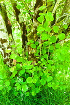 Hazel tree (Corylus avellana) spring leaves, Upper Glen Finglas, Glen Finglas, West Dumbartonshire, Scotland, July.