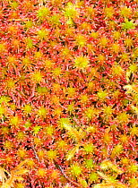 Sphagnum sp moss, Beinn Eighe, Scotland, UK, September.