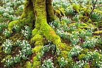 Snowdrops (Galanthus nivalis) flowering in woodland, Islay, Inner Hebrides, Scotland, February.