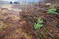 Plantation of Scots pine (Pinus sylvestris) saplings, surrounded by wire, Cairngorms  National Park, Scotland, March.