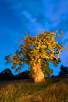 Queen Mary's Tree, a veteran Sweet chestnut (Castanea sativa) over 600 years old, Cumbernauld, Scotland, UK, July.