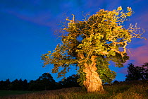 Queen Mary's Tree, a  veteran Sweet chestnut (Castanea sativa) over 600 years old, Cumbernauld, Scotland, UK, July.