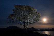 Birch (Betula) at moonrise, Loch Shieldaig, Torridon, Scotland