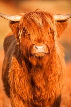 Highland cow portrait, Mull, Scotland, UK, January.