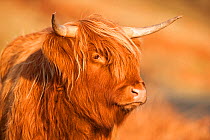 Highland cow portrait, Mull, Scotland, UK, January.
