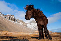 Young Icelandic horse near Stokkness, Iceland, March.