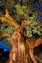 The Birnam Oak, an ancient English oak tree (Quercus robur) nearly 1000 years old, Perthshire, Scotland, UK, July.