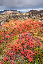 Bilberry (Vaccinum myrtillus) plants in tundra landscapes, Berserkjahraun, Iceland, September.