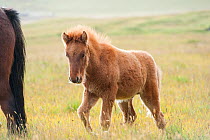 Icelandic horse foal near Stokkness, Iceland, September.