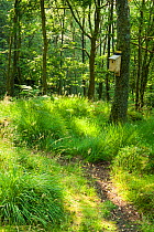 Nest box in LIttle Drum wood, Glen Finglas, West Dumbartshire, Scotland, UK, July.
