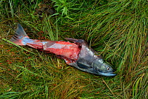 Sockeye salmon (Oncorhynchus nerka) dead female which has been half eaten, Katmai, Alaska, USA, August.