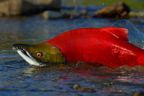 Sockeye Salmon (Oncorhynchus nerka) male in river during migration, Katmai, Alaska, USA, August.