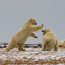 Polar bears (Ursus maritimus) fighting, Kaktovik, Alaska, USA, September.
