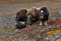 Musk ox (Ovibos moschatus) group of four (including calf), on tundra, Nome, Alaska, USA, September.