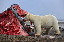 Polar bear (Ursus maritimus) feeding on whale carcass, Kaktovic, Alaska, USA, September.