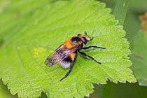 Female Hoverfly   (Volucella bombylans)  a bumblebee mimic, Brockley Cemetery, Lewisham, London, UK.  June