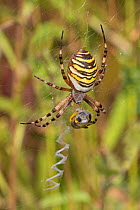 Female Wasp Spider (Argiope bruennichi) with prey, and showing stabilimentum. Sutcliffe Park Nature Reserve, Eltham, London, UK, August.