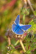 Male Common blue  butterfly (Polyommatus icarus) Sutcliffe Park Nature Reserve, London., Eltham, London, UK.  August