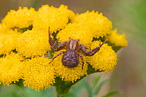 Crab spider  (Xysticus cristatus) on Tansy,  Brockley, Lewisham, London, UK.  August