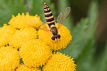 Hoverfly  (Sphaerophoria scripta)  feeding on Tansy,    Brockley, Lewisham, London, UK.  August