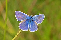 Male Common blue  butterfly (Polyommatus icarus)  Sutcliffe Park Nature Reserve, London., Eltham, London, UK.  August